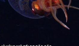 墨鱼视频,揭秘网络短视频的魅力与影响