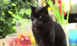 黑猫视频,揭秘网络世界的神秘面纱