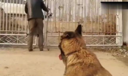 狗狗的视频,萌宠视频集锦